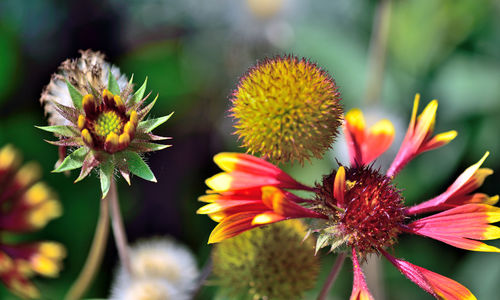 Close-up of yellow flowering plant