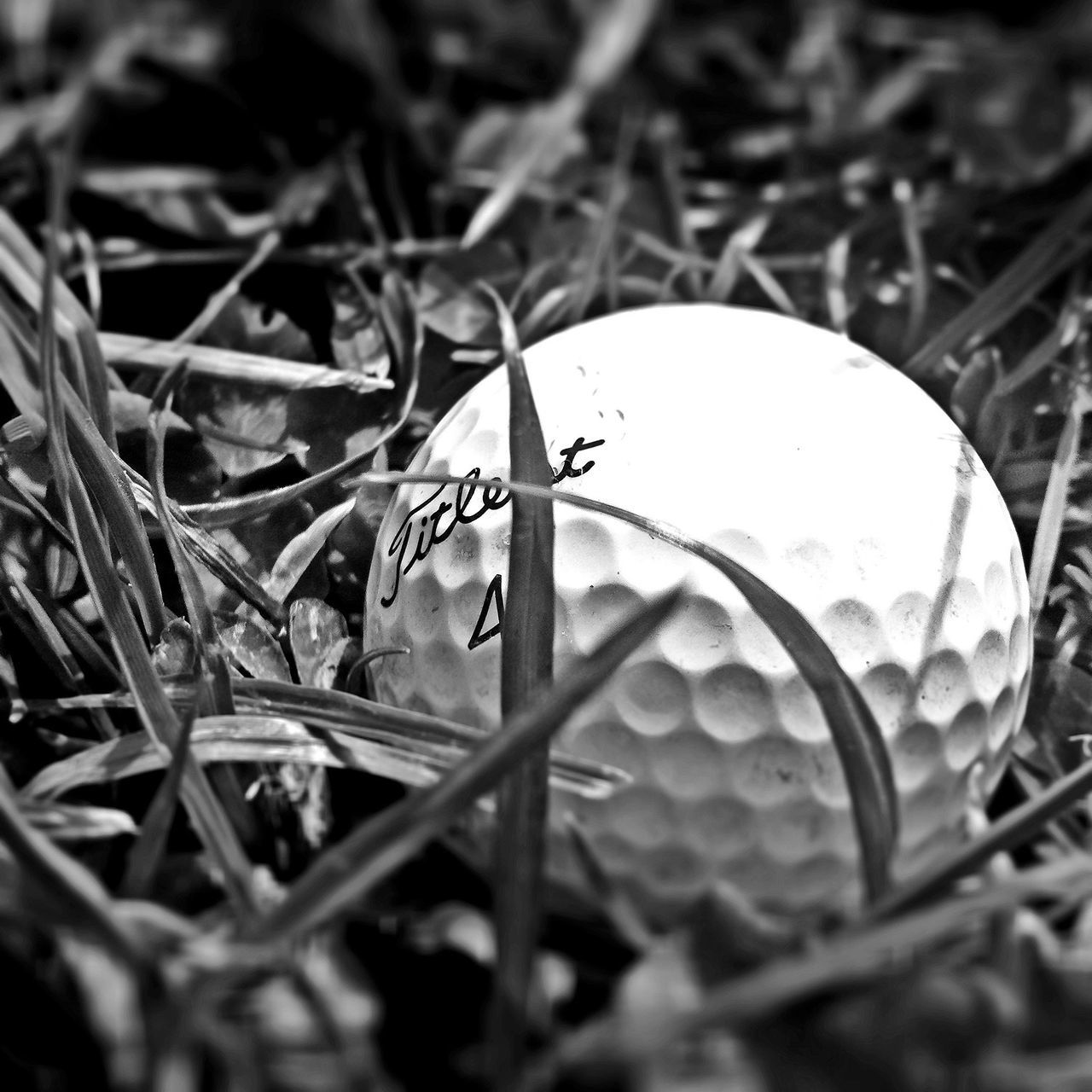 plant, close-up, focus on foreground, nature, grass, leaf, growth, selective focus, field, stem, dry, twig, fragility, day, outdoors, no people, beauty in nature, insect, tranquility, sunlight