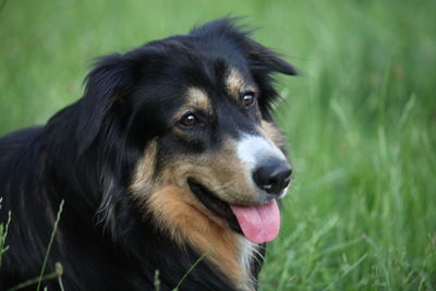 Close-up of dog looking away