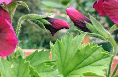 Close-up of flower blooming outdoors