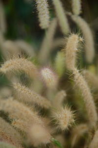 Close-up of dandelion