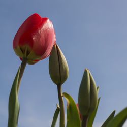 Close-up of red tulip flower against clear sky