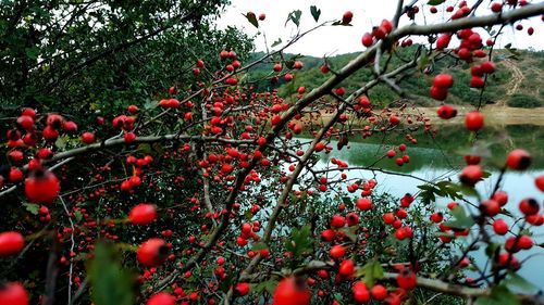 Close-up of red berries growing on tree