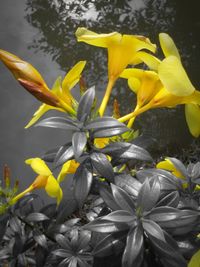 Close-up of yellow flower