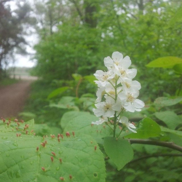 flower, growth, freshness, fragility, petal, focus on foreground, white color, beauty in nature, tree, flower head, nature, blooming, close-up, green color, plant, leaf, park - man made space, in bloom, blossom, selective focus