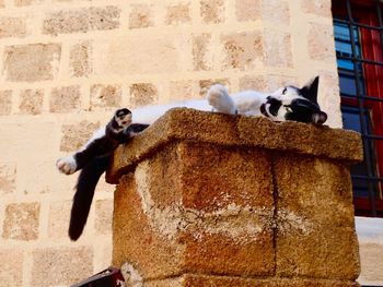 Cats in a wall