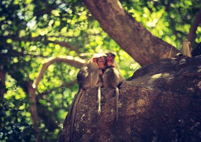 Monkey on tree trunk in forest