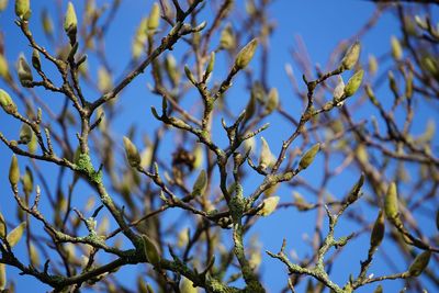 Low angle view of flowering plants against blue sky