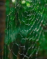 spider web