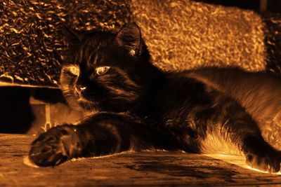 Close-up portrait of a cat