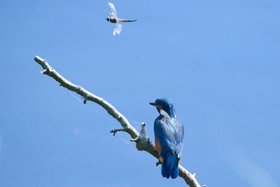 Low angle view of bird flying against clear blue sky