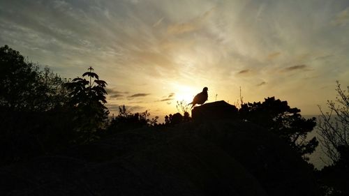 Low angle view of silhouette bird perching on tree against sky