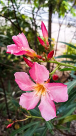 Close-up of pink flowers blooming outdoors