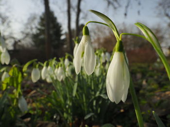 Close-up of white flowering plants