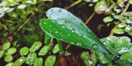 Close-up of wet plant leaves