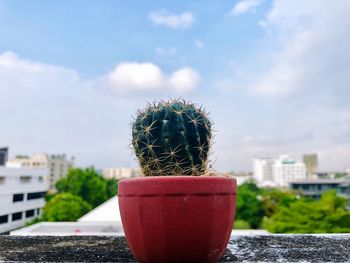 Close-up of succulent plant against buildings and sky