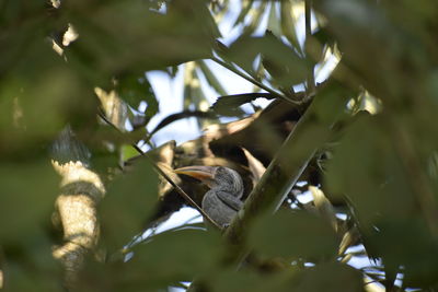 Close-up of leaves on branch