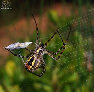 spider web