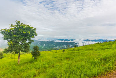 Scenic view of field against sky