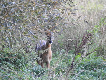 Deer in a forest