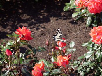 High angle view of red roses on plant