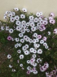 High angle view of flowers blooming on plant