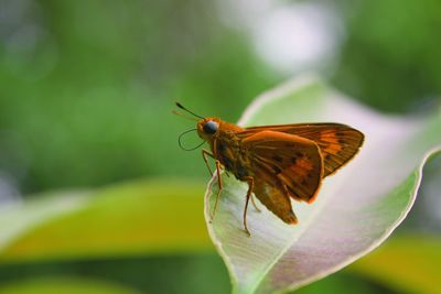 Close-up of butterfly pollinating flower