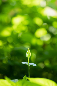 Close-up of white flowering plant