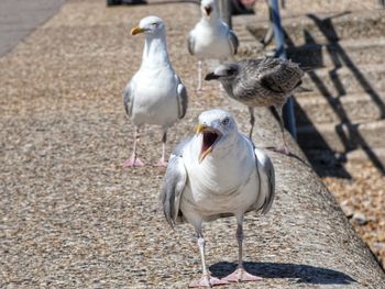 High angle view of seagulls