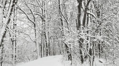 Full frame shot of bare tree