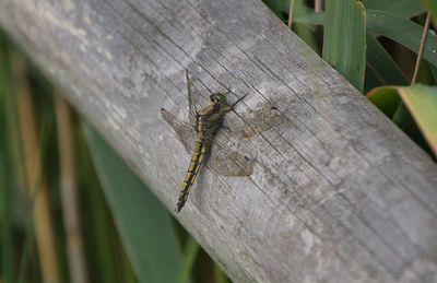 Close-up of insect on wood