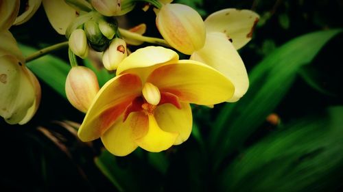 Close-up of yellow flowers blooming outdoors