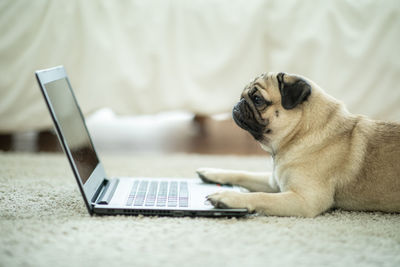 Side view of dog looking at laptop