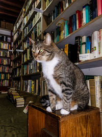 Cat sitting on shelf in library