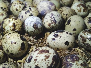 Quail eggs