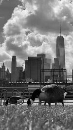 Flock of birds in city against sky