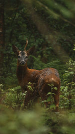 Close-up of deer in forest