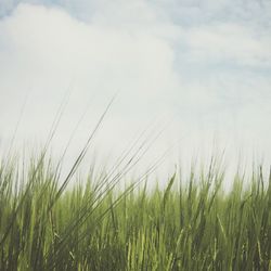 Plants growing on field