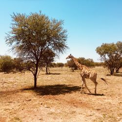 Giraffe walking by tree against clear sky