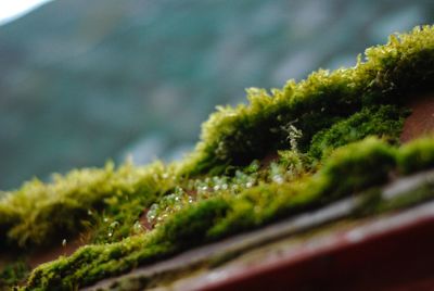 Close-up of moss growing on tree