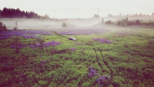 View of flowers on field