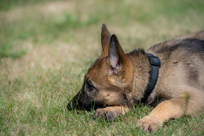Close-up of a dog lying on grass