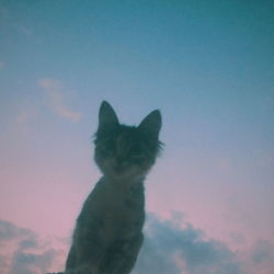 Portrait of cat against sky during sunset