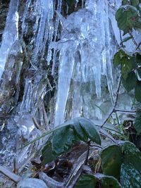 Close-up of icicles on land during winter