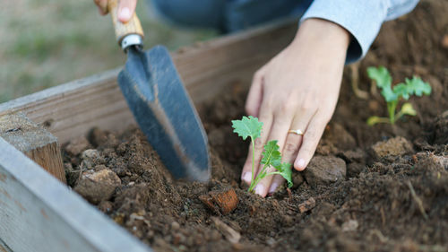 Cropped hands planting sapling