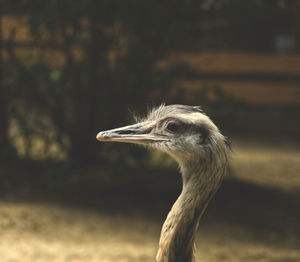 Close-up of a bird looking away