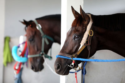 Close-up of a horse