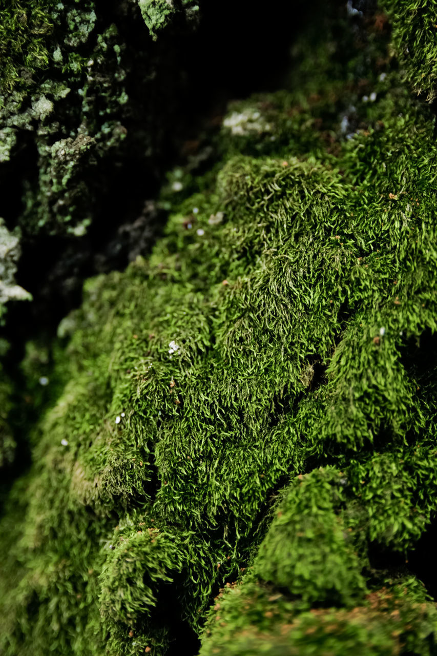 green, moss, forest, plant, vegetation, tree, nature, woodland, leaf, non-vascular land plant, no people, growth, flower, natural environment, rainforest, beauty in nature, day, land, sunlight, outdoors, close-up, tranquility, branch, environment, foliage, lush foliage, selective focus, plant part, freshness, jungle