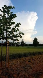 Scenic view of field against sky