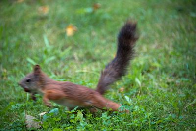 Side view of an animal on field